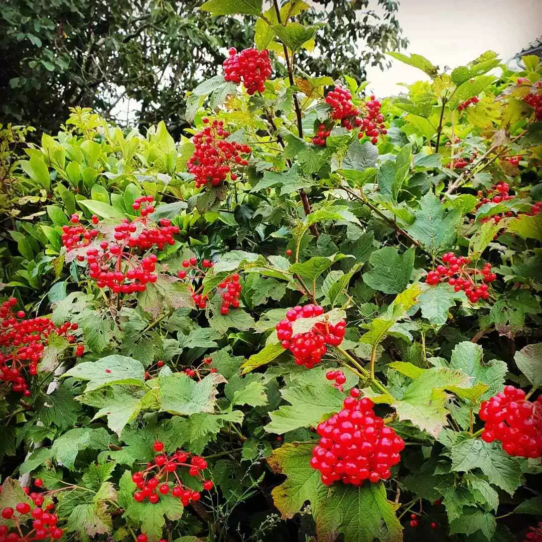 Viburnum opulus Cuttings - 15 Thin Gardening Propagation Material - Eastern Snowball Chervona Kalyna Shrub