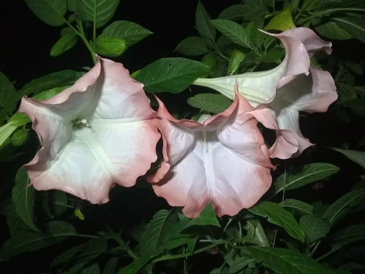 Brugmansia Cuttings - 3 Pink/Peach Angel Trumpet Propagation - Fragrant Flowers - Easy to Grow - Brugmansia spp.
