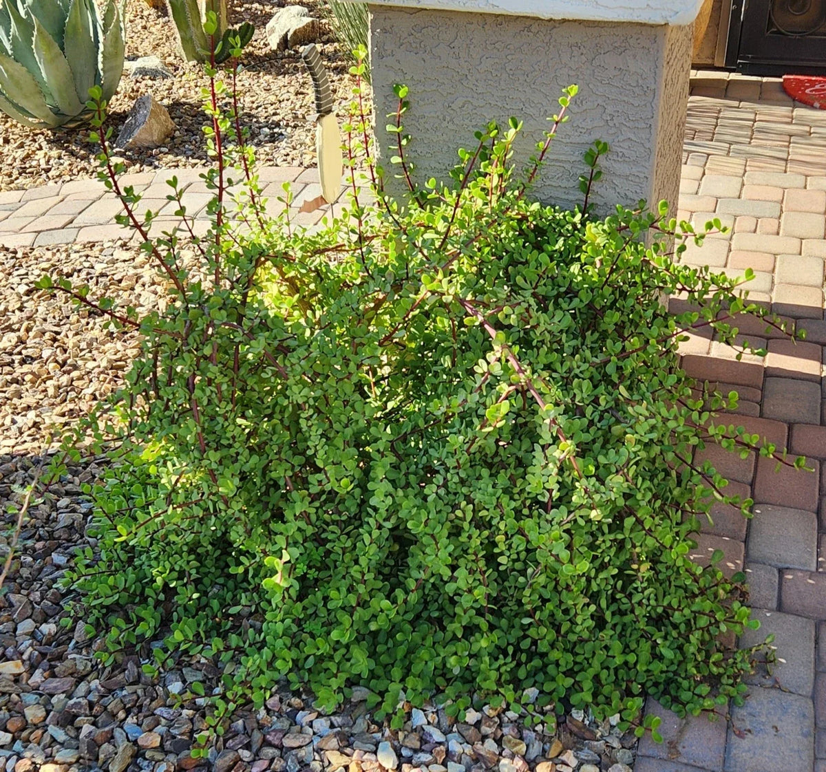 Live Succulent Cuttings Lot (5) - Portulacaria Afra "Mammoth" Elephant Plant, Drought Tolerant, Easy Care, Indoor & Outdoor Gardening