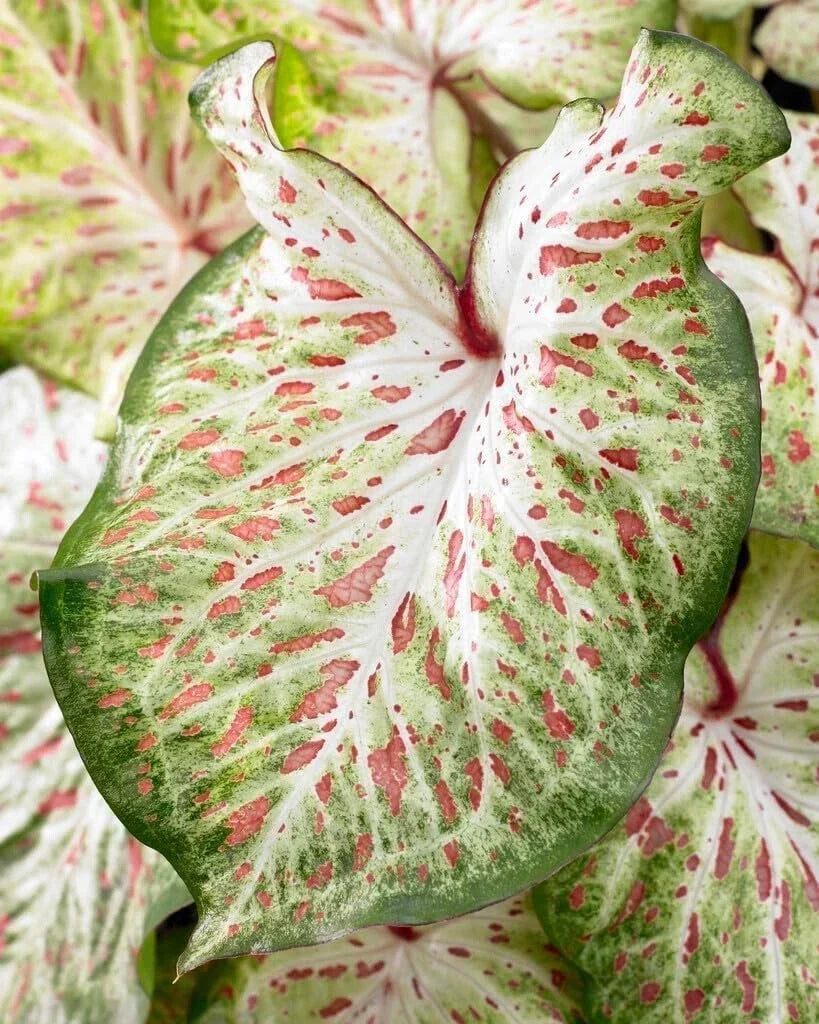 Caladium Bulbs Gingerland Variety - Colorful Tropical Foliage Caladium bicolor