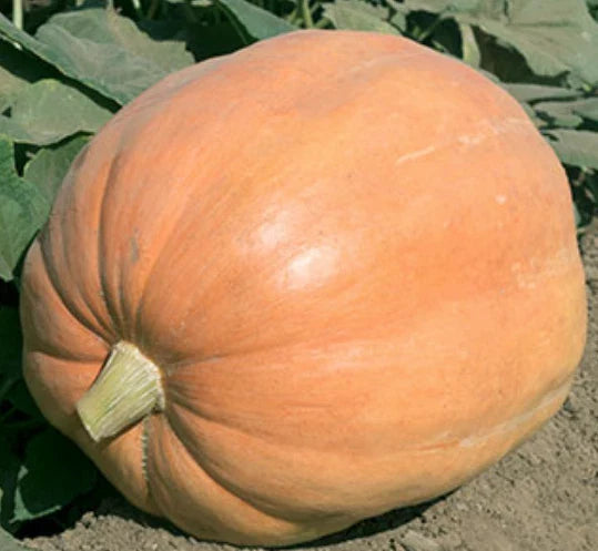 Mammoth Gold Giant Pumpkin Seeds - Heirloom Organic NON-GMO - 20 Seeds - Ideal for 40-60 lbs Pumpkins - Cucurbita maxima