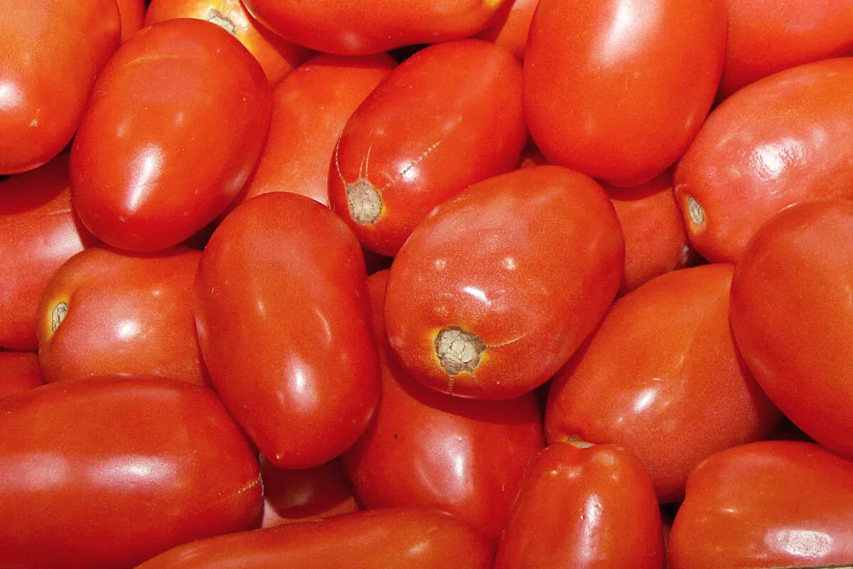 Roma Italian Tomato Seeds - Heirloom Solanum lycopersicum for Sauce & Paste, 100 Pack, Non-GMO, High Yield, Disease-Resistant