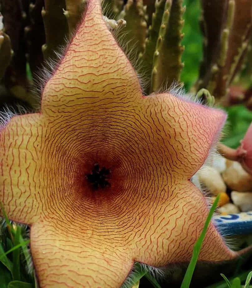 XLarge Stapelia Gigantea Cutting - Lifesaver Plant with 6" Flower - Unique Succulent for Home Decor