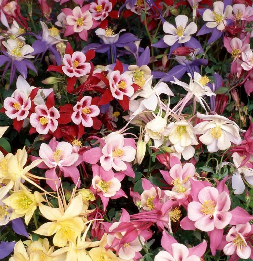 Dwarf Columbine Seeds 200+ Mix Perennial Flower Aquilegia vulgaris for Borders & Containers
