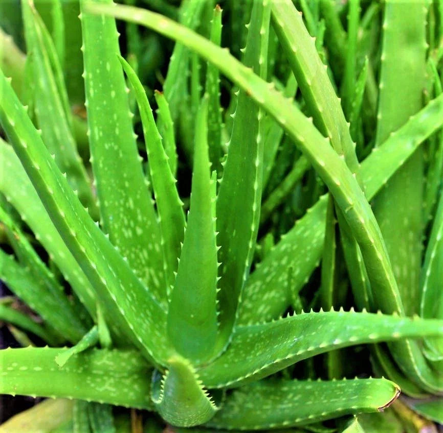 Organic Aloe Vera Plant – 6-8 Inch Live Potted Succulent for Skin Care, Healing, Indoor or Outdoor Use | Aloe barbadensis