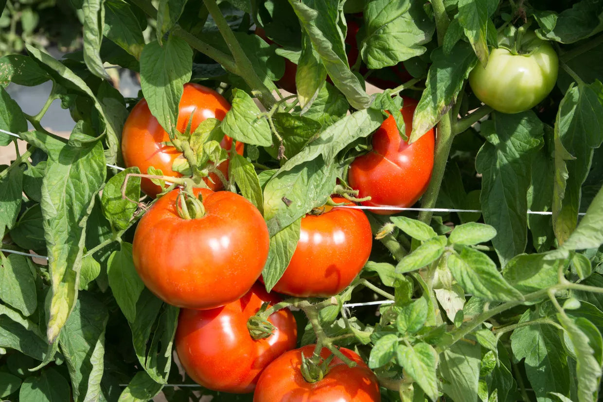 Rutgers Tomato Seeds - 30 Non-GMO Jersey Variety Lycopersicon esculentum, Heirloom, Juicy, Red