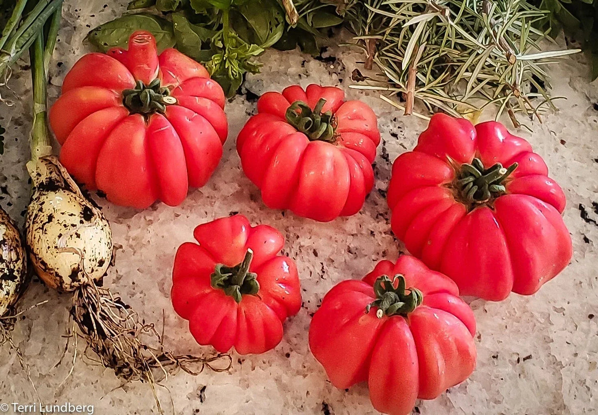 Mushroom Basket Tomato Seeds - Heirloom Organic Non-GMO, Solanum lycopersicum, Unique Mushroom-Shaped Fruit, 30+ Seeds