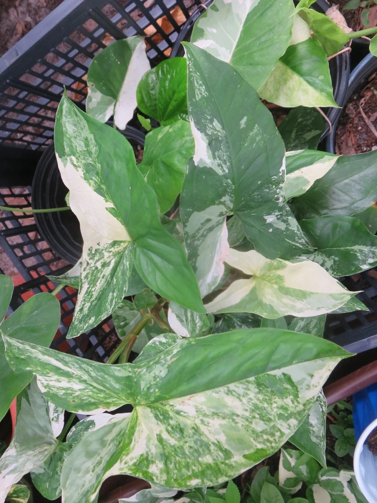Variegated Syngonium Cutting - Albo Podophyllum - Indoor Houseplant for Propagation - Tropical Foliage Plant
