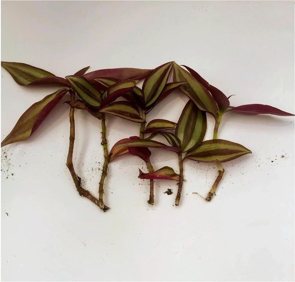Zebrina Silver Wandering Jew Cuttings or Potted Plant - Tradescantia zebrina Indoor Houseplant