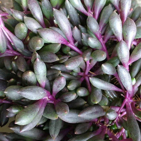 Othonna Capensis 'Ruby Necklace' Hanging Succulent - 2" Plant for Indoor Outdoor Decor, Trailing, Rare Greenery