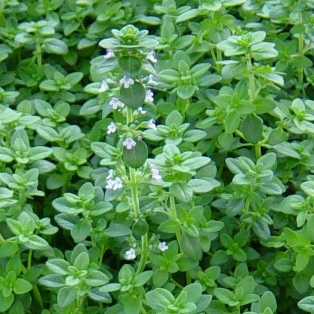 Common Thyme Seeds 1000+ Herb Groundcover Perennial Thymus vulgaris, German Winter Variety, Culinary & Garden Use