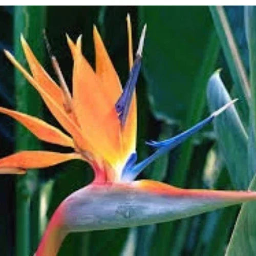 Large Bird of Paradise Plant 3 Feet Tall - Strelitzia reginae Tropical Indoor Outdoor Orange Foliage
