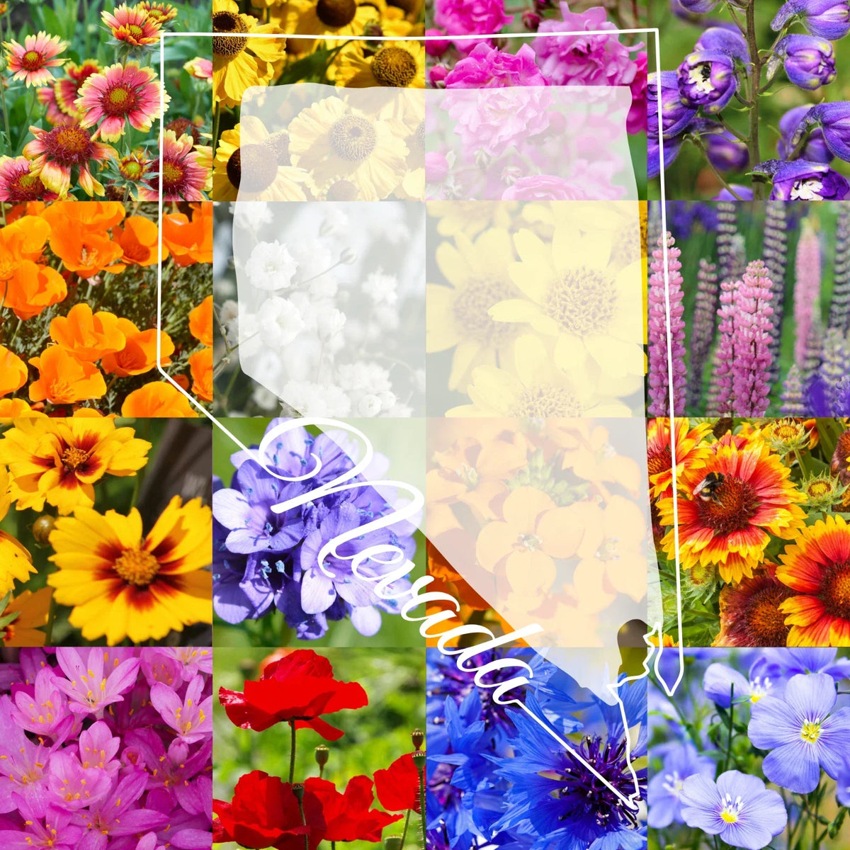 Wildflower Seed Mix 1/4 Pound Northern Nevada Western Colorful Blend for Pollinators, Covers 800 sq ft