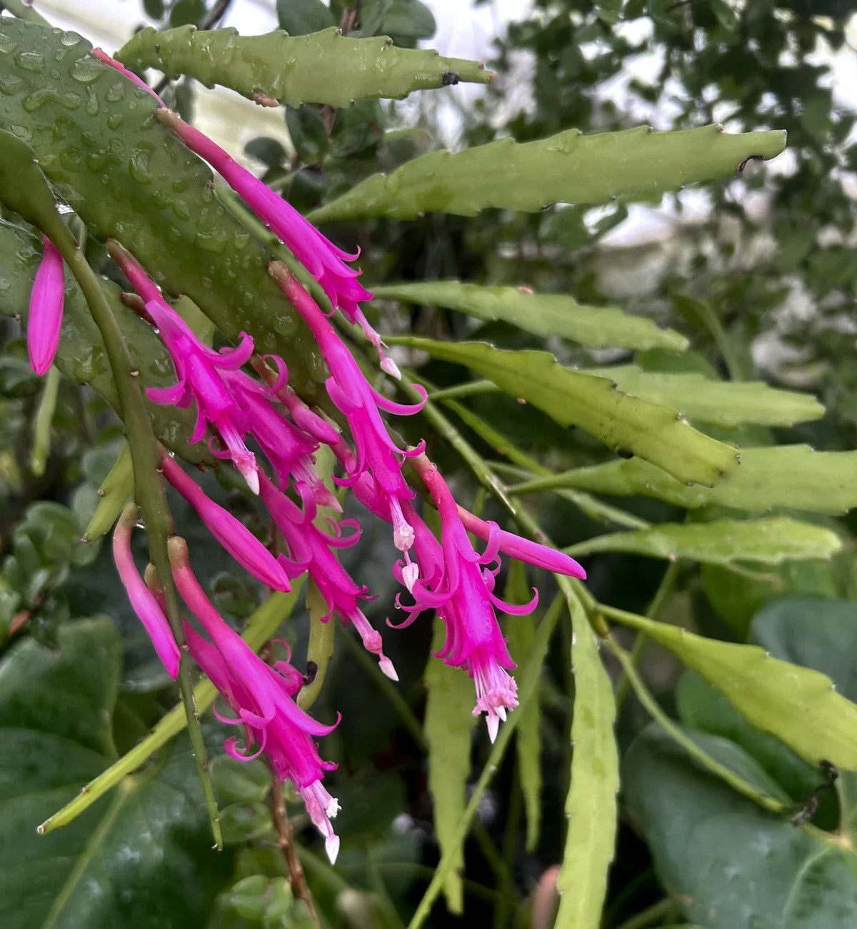 Disocactus x Vista Hermosa Cactus 4-inch Pot Rare Hybrid Epiphytic Succulent Indoor Outdoor Plant