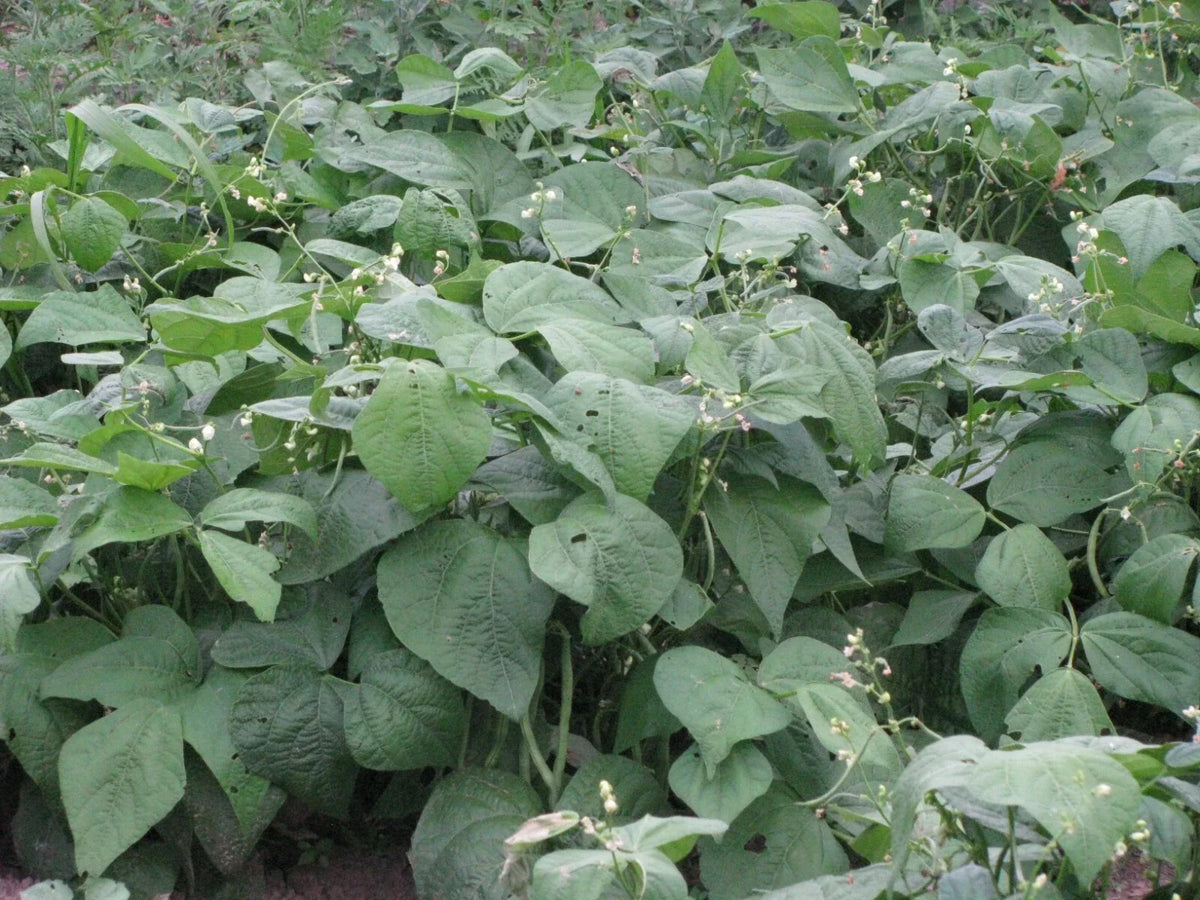 Jade Snap Bush Bean Seeds 50+ Count | Phaseolus vulgaris Non-GMO Heirloom Vegetable Seeds