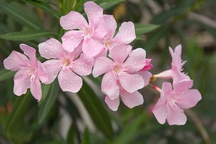 Nerium Oleander Seeds Packet of 50 - Soft Pink Flowering Shrub, Hardy Ornamental Plant Seeds