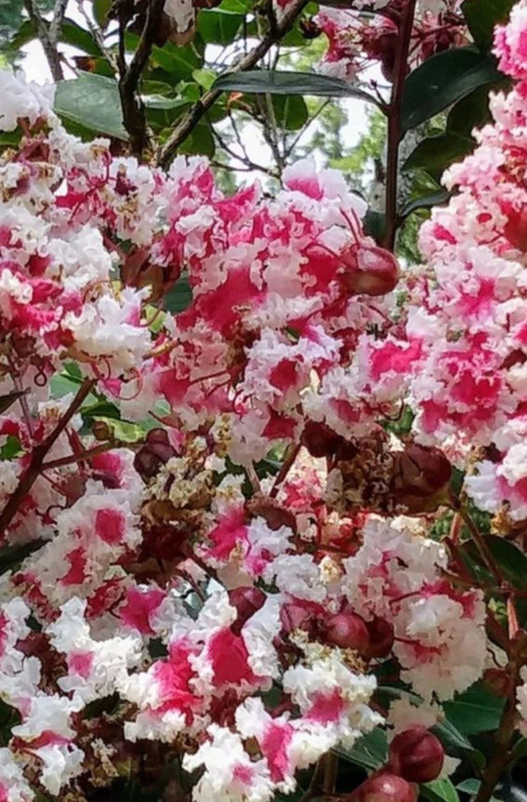 Crape Myrtle Cuttings - Variegated Dark Pink & White - Lagerstroemia indica 'Queens Lace' - Fresh Propagation Material