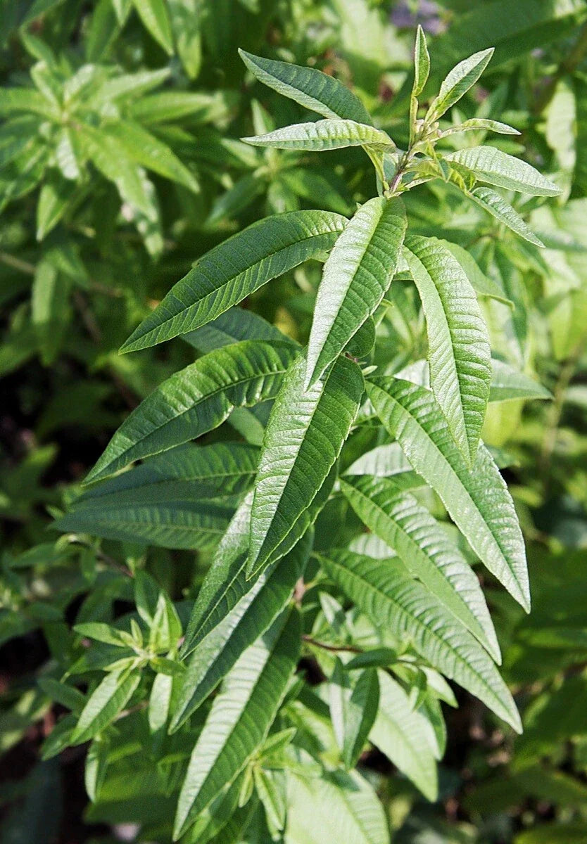 Organic Lemon Verbena Plant | Live Bareroot Herb Starter | Aloysia citrodora for Tea, Culinary, Aromatic Garden