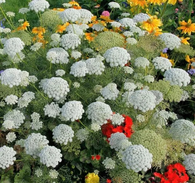 Bishop's Flower Seeds - 100+ Pack Ammi Majus - Exotic Garden Flowers Made in USA