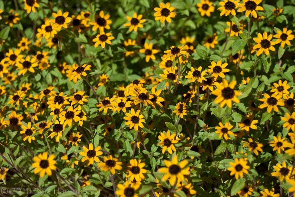 Creeping Zinnia Seeds - 150 Pack - Low-Ground Cover - Zinnia angustifolia - Drought Tolerant, Butterfly Attracting, Easy to Grow