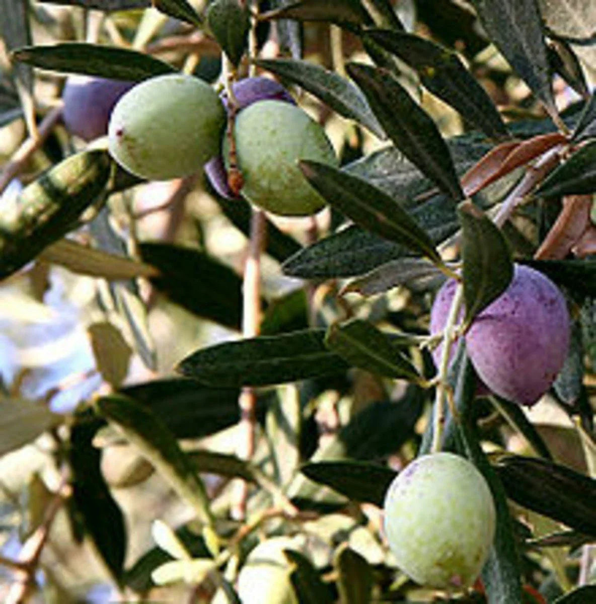 Olive Tree Cutting 12" 'Oblonga' Olea Europaea Rooted in Pot