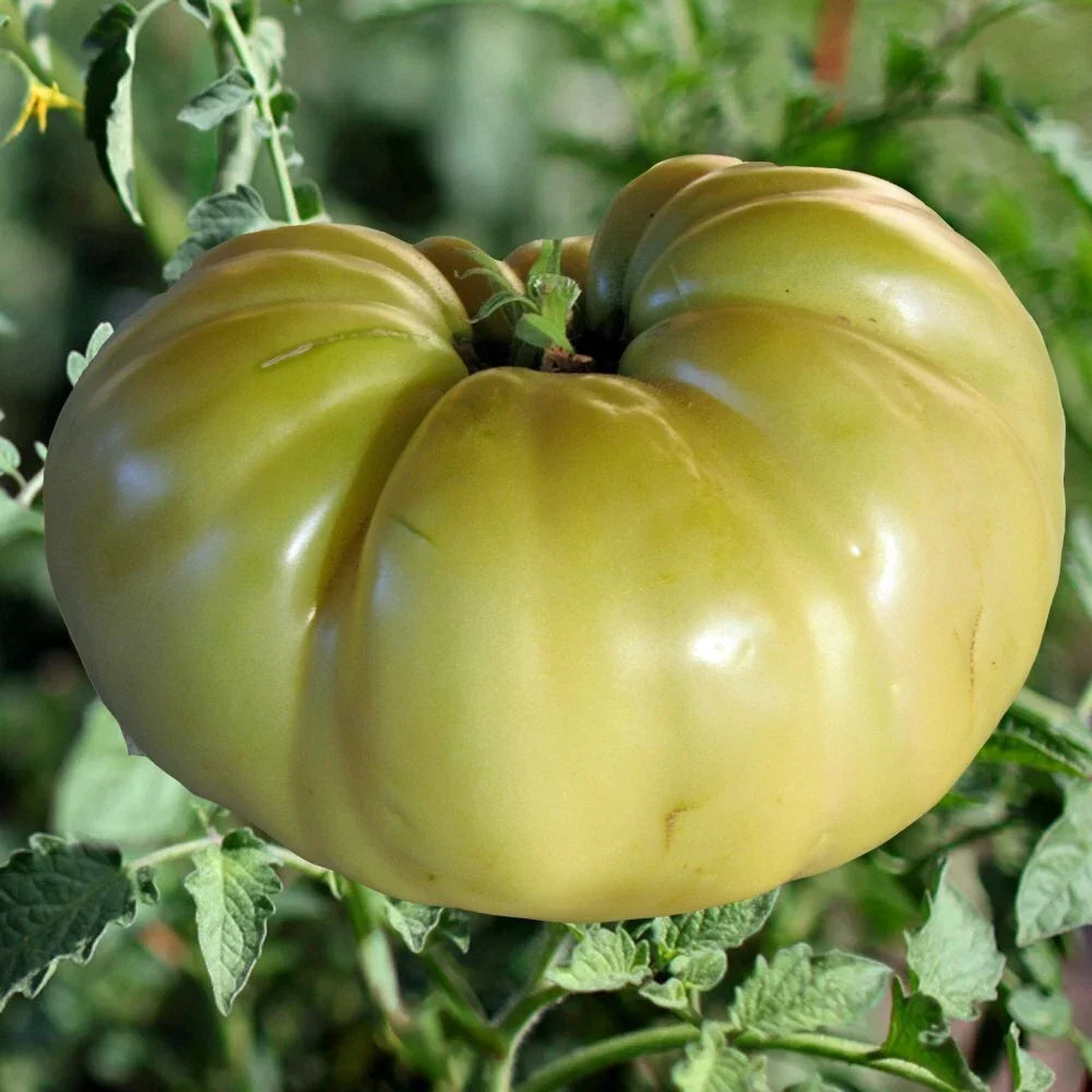 Great White Tomato Seeds - Heirloom Beefsteak, Non-GMO, 30 Seeds, Solanum lycopersicum, Full Sun, Delicious Juicy Flavor
