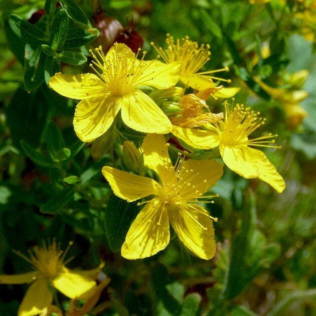 St. John's Wort Seeds 500+ | Herb Ground Cover | Hypericum perforatum | Culinary & Medicinal Plant