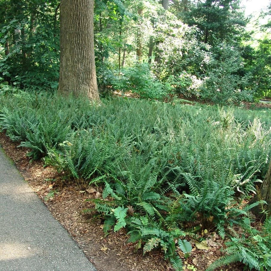 Christmas Fern Roots 3 Pack, Polystichum acrostichoides, Evergreen Shade Fern, Native Woodland Fern for Gardens