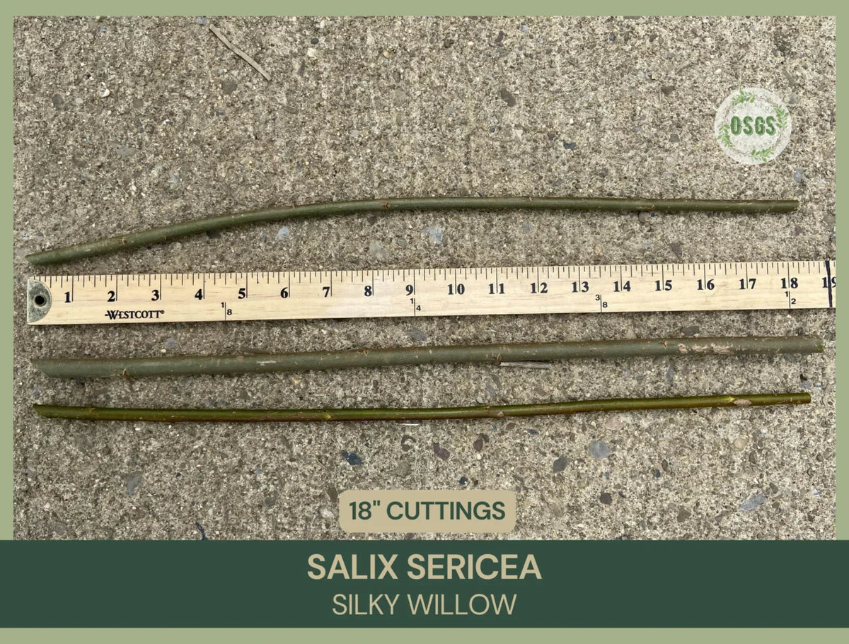 Silky Willow Cuttings Lot of 5 | 18" Salix sericea Native Plant Propagation Cuttings