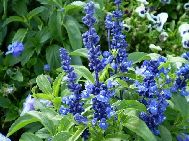 Blue Flower Sage Seeds 150 Count Salvia farinacea Pollinator Attracting Perennial for Borders & Containers