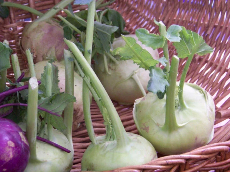Kohlrabi Seeds 400 Count Early White Vienna Brassica oleracea Vegetable Seeds for Home Gardening