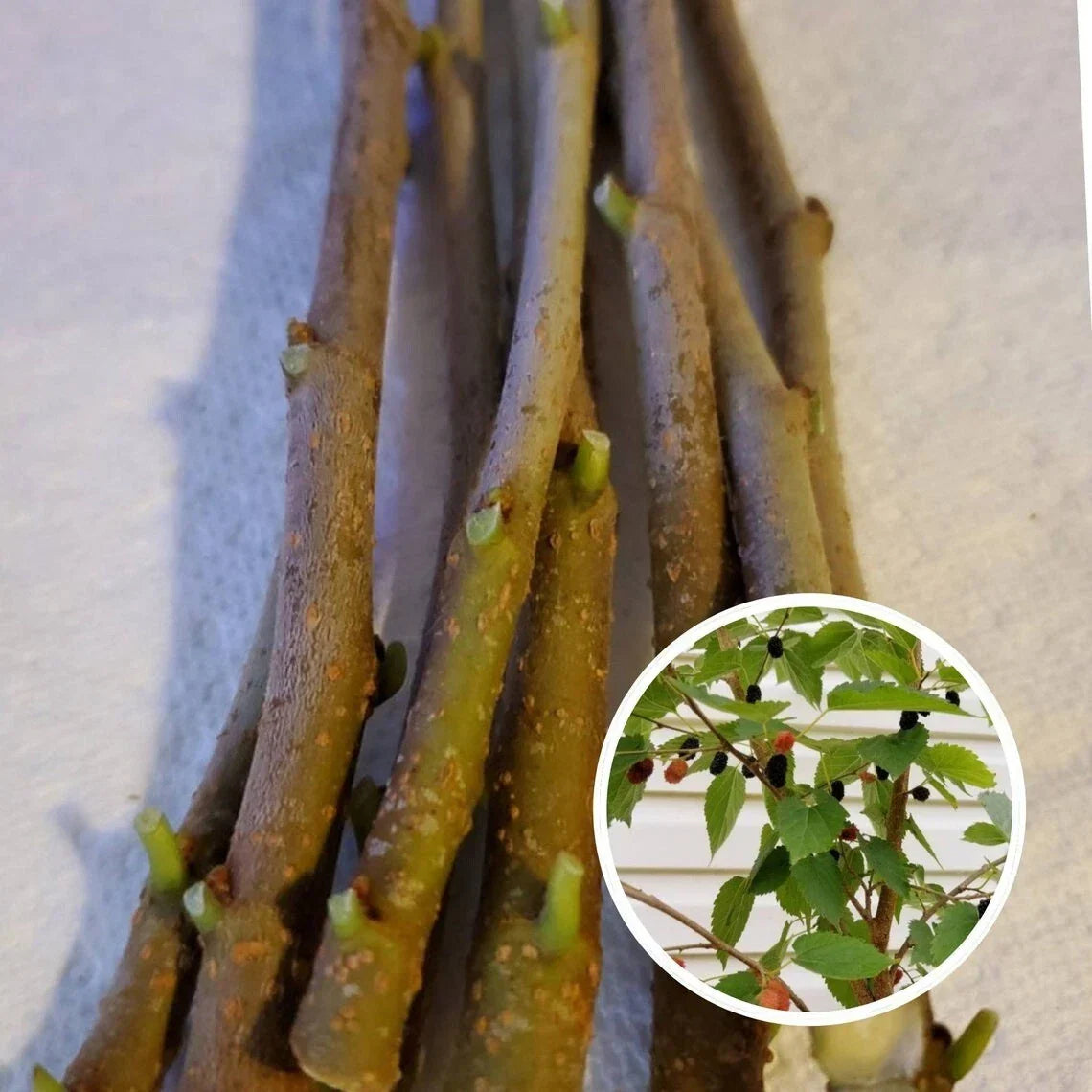 Organic Mulberry Cuttings 10-Pack Unrooted Morus nigra Wholesale Garden Propagation