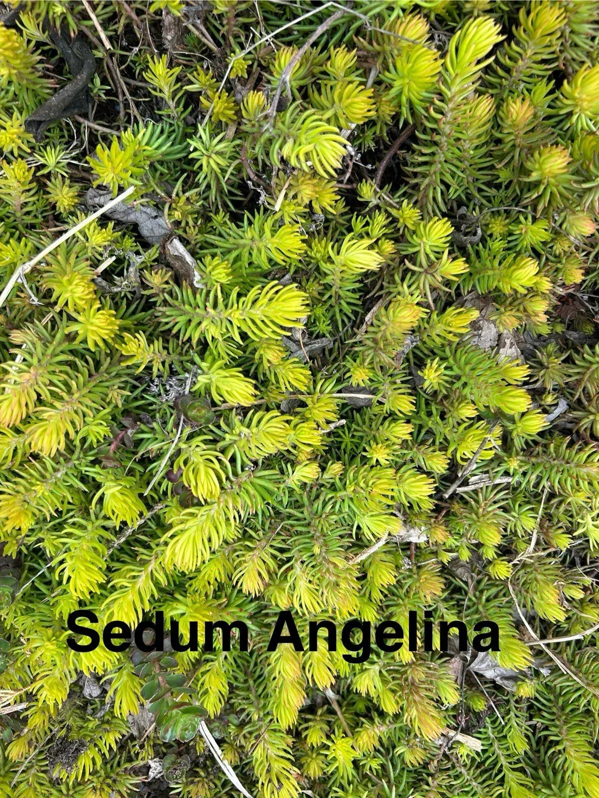 10 Sedum Angelina Live Plants - Hardy Perennial Succulent Ground Cover Zones 4-8