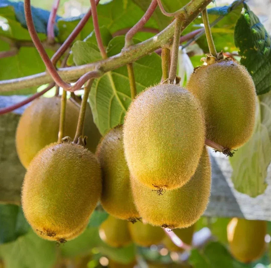 Set of 2 Live Prolific Kiwi Trees - Soil-Wrapped Roots - Actinidia deliciosa - 4-6 Inches Tall, Vining, Fruit-Bearing Plants
