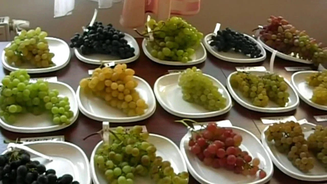 Grapevine Cuttings 20-Pack GMO-Free Resistant Varieties for Rooting Vitis vinifera Cultivation