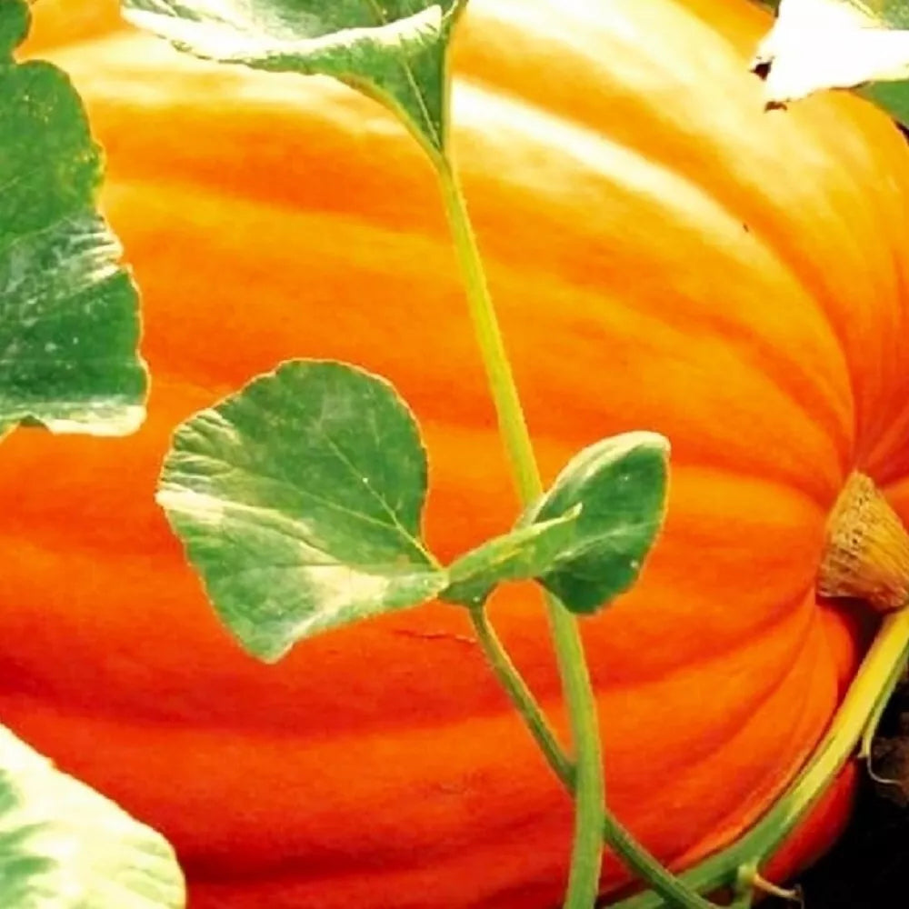 Big Max Pumpkin Seeds - Heirloom Cucurbita maxima Non-GMO Vining Pumpkin for Carving & Cooking, Seed Packet