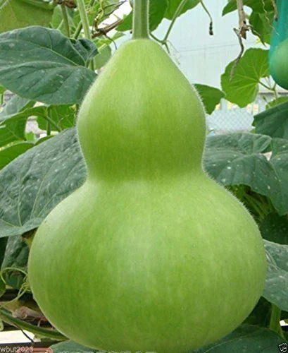 Giant Bottle Gourd Seed - Lagenaria leucantha var gourda - Ornamental Climbing Vine Seeds