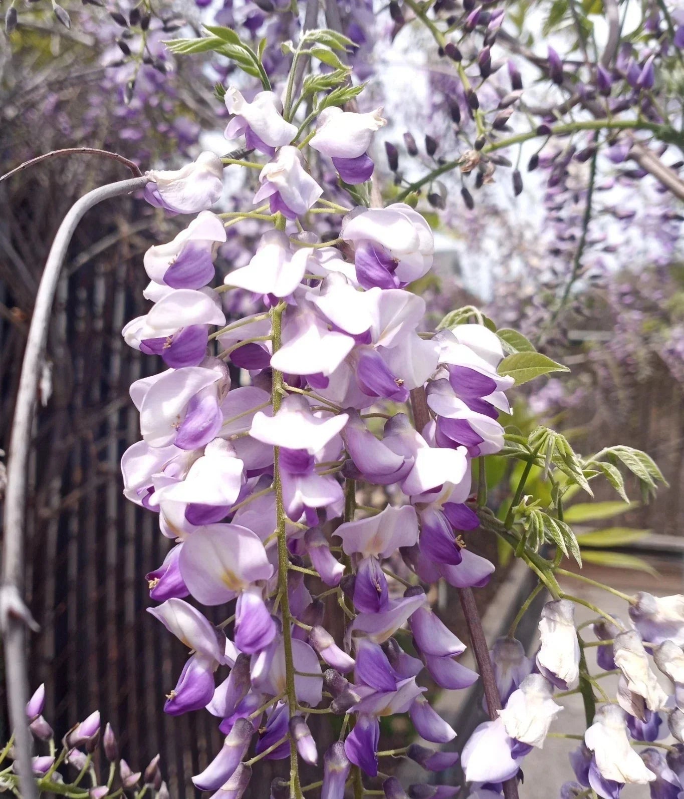 Japanese Wisteria Cuttings - 10 Fresh Long Purple Fragrant Flowers - Wisteria floribunda Plant Propagation