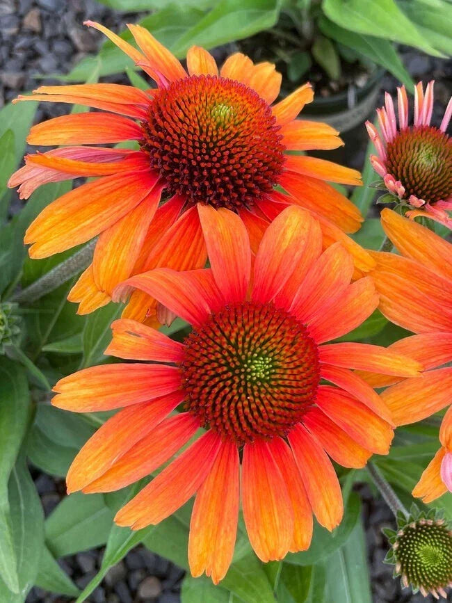 Sunburst Coneflower Seeds - 200+ Echinacea paradoxa Daisy Seeds for Garden Planting - USA