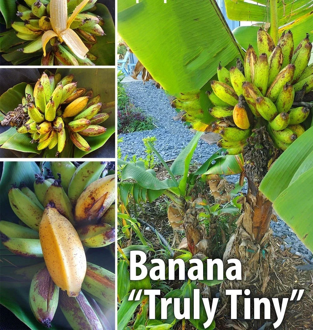 Musa Banana Plant Starter – Live Well-Rooted Small Musa acuminata Indoor Outdoor Garden