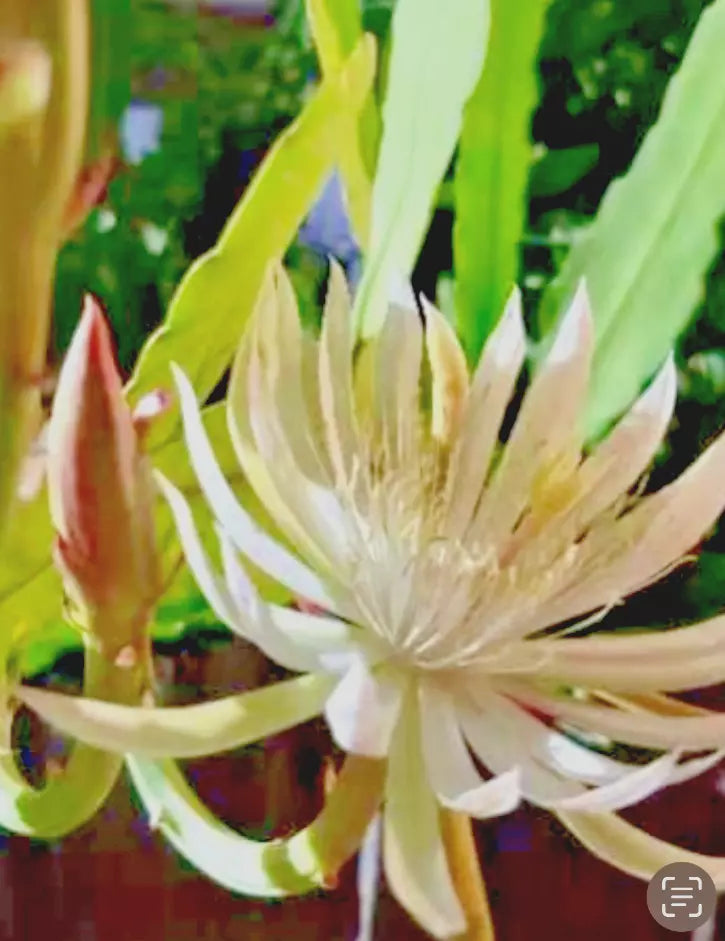 Night Blooming Cereus Cutting 10"-12" | White Epiphyllum oxypetalum Cactus Plant for Indoor Garden