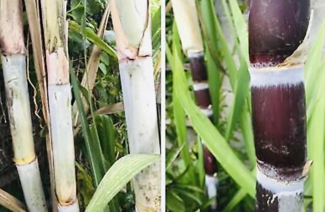 Fresh Cut Sugar Cane Sticks 8 Pack Green or Purple Non-GMO Saccharum officinarum for Planting & Culinary Use