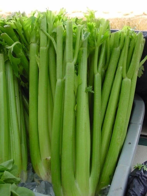 Celery Seeds - Utah Tall Apium graveolens Non-GMO Gardening Seeds Pack of 1535 for Home Gardens
