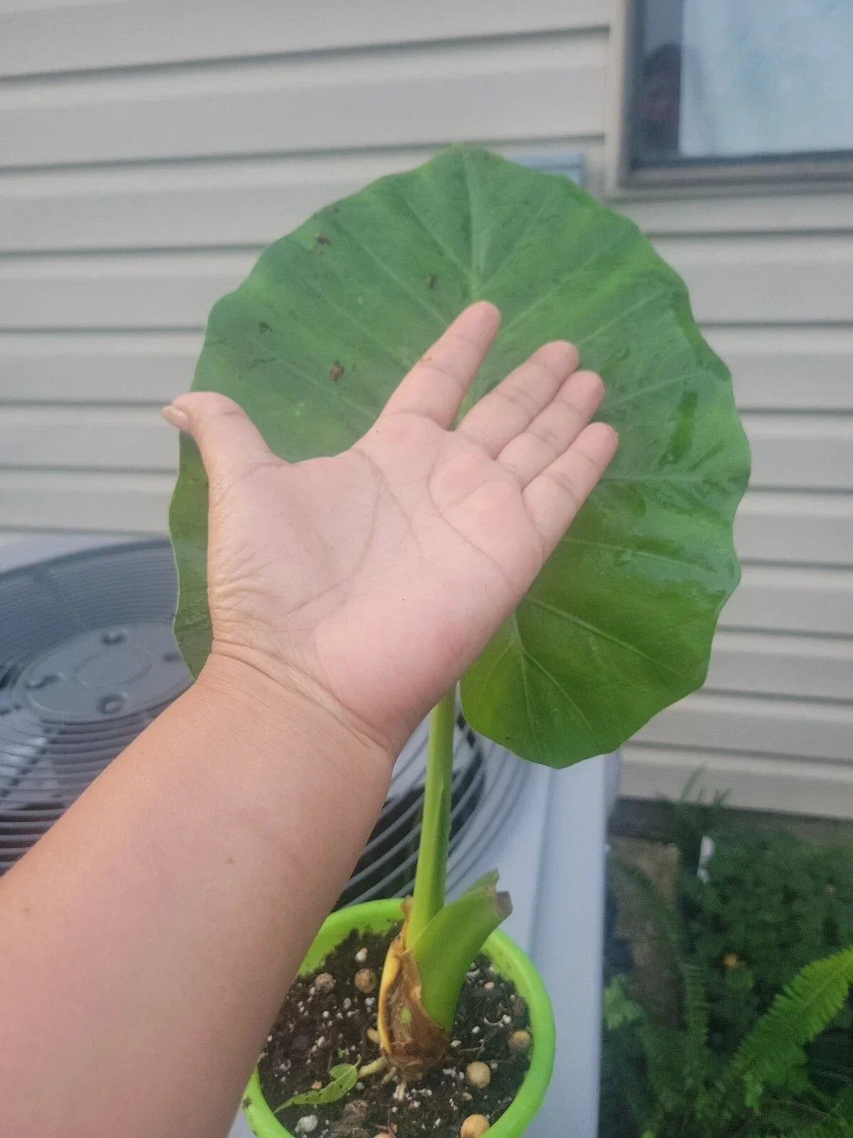Calidora Elephant Ear Plant - Live Alocasia 'Calidora' - Tropical Houseplant with Large Heart-Shaped Leaves