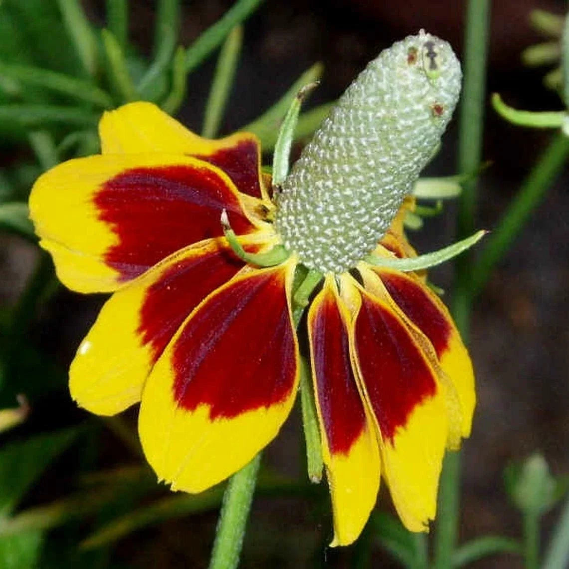 Mexican Hat Flower Seeds - 200+ Ratibida columnifera Perennial Coneflower for Garden, Bright Yellow & Red Blooms