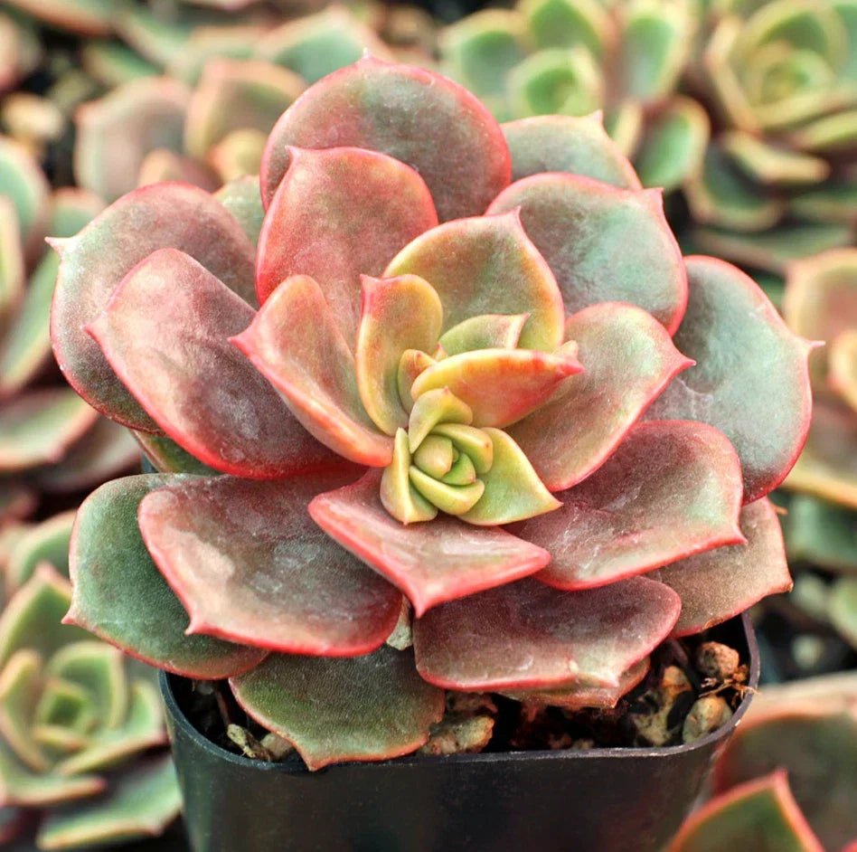 Echeveria Vampire Red Ball Succulent Live Plant 2-Inch for Indoor Outdoor Garden Decor