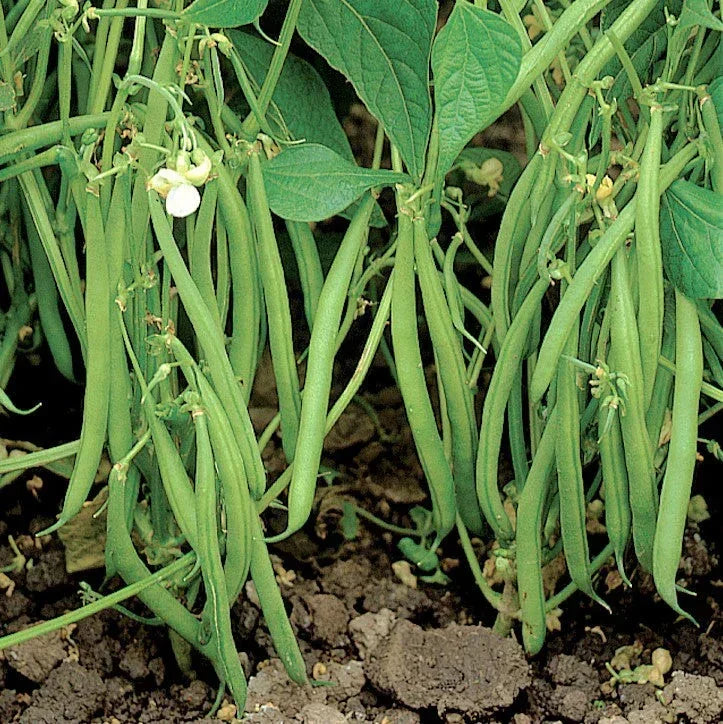 Blue Lake 274 Green Bean Seeds - Heirloom Phaseolus vulgaris for 2025 Planting