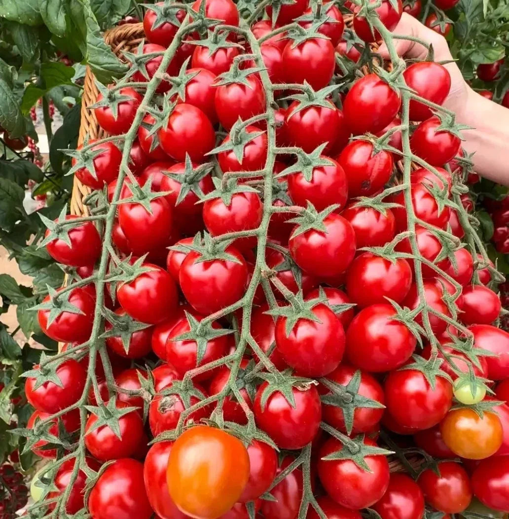 Waterfall Tomato Seeds - Organic Heirloom High Yield Climbing Vegetable, Solanum lycopersicum, Sweet Juicy Flavor, Rare Variety