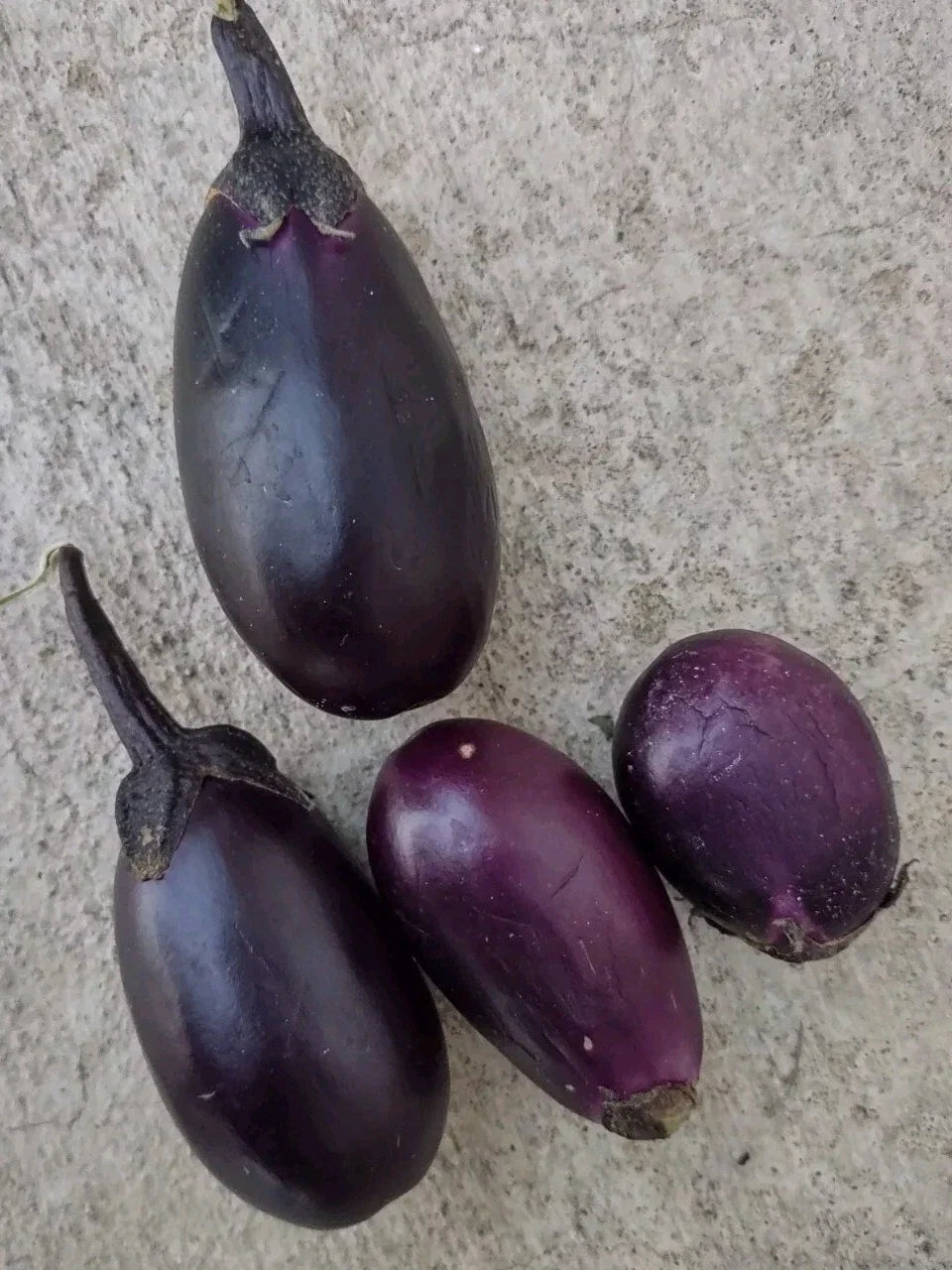 Black Beauty Dwarf Eggplant Seeds, Compact 2-3 ft, Heavy Yield, Easy to Grow, Solanum melongena, Container & Small Garden