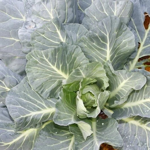 Morris Collard Seeds - 2,000 Non-GMO Heirloom Vegetable Seeds Brassica oleracea var. viridis